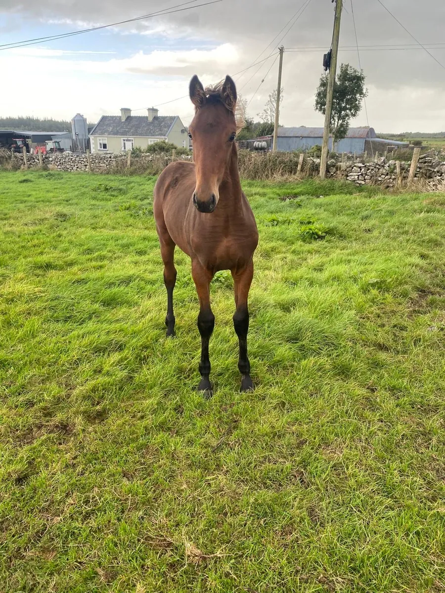 Z Seven Ascot colt foal - Image 2