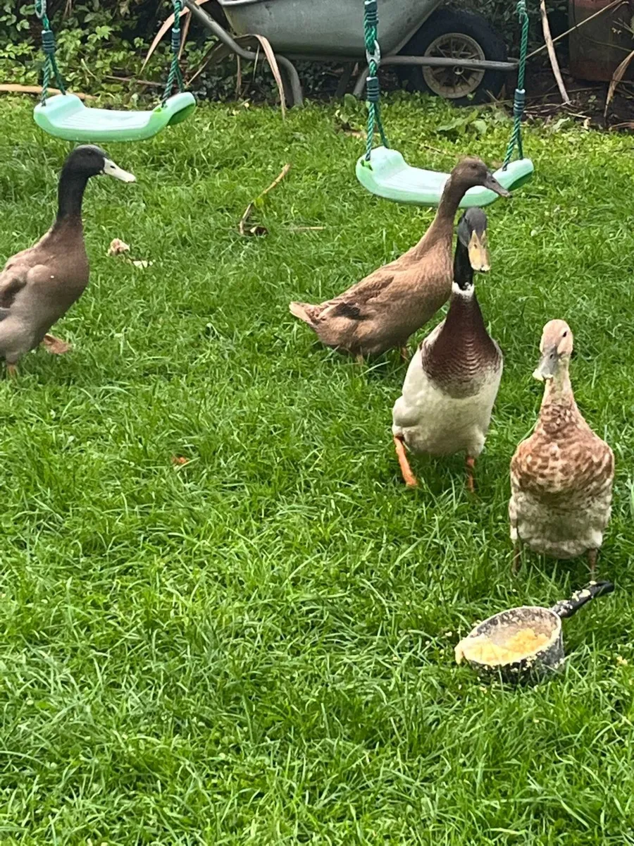 Duck - runners - Image 1
