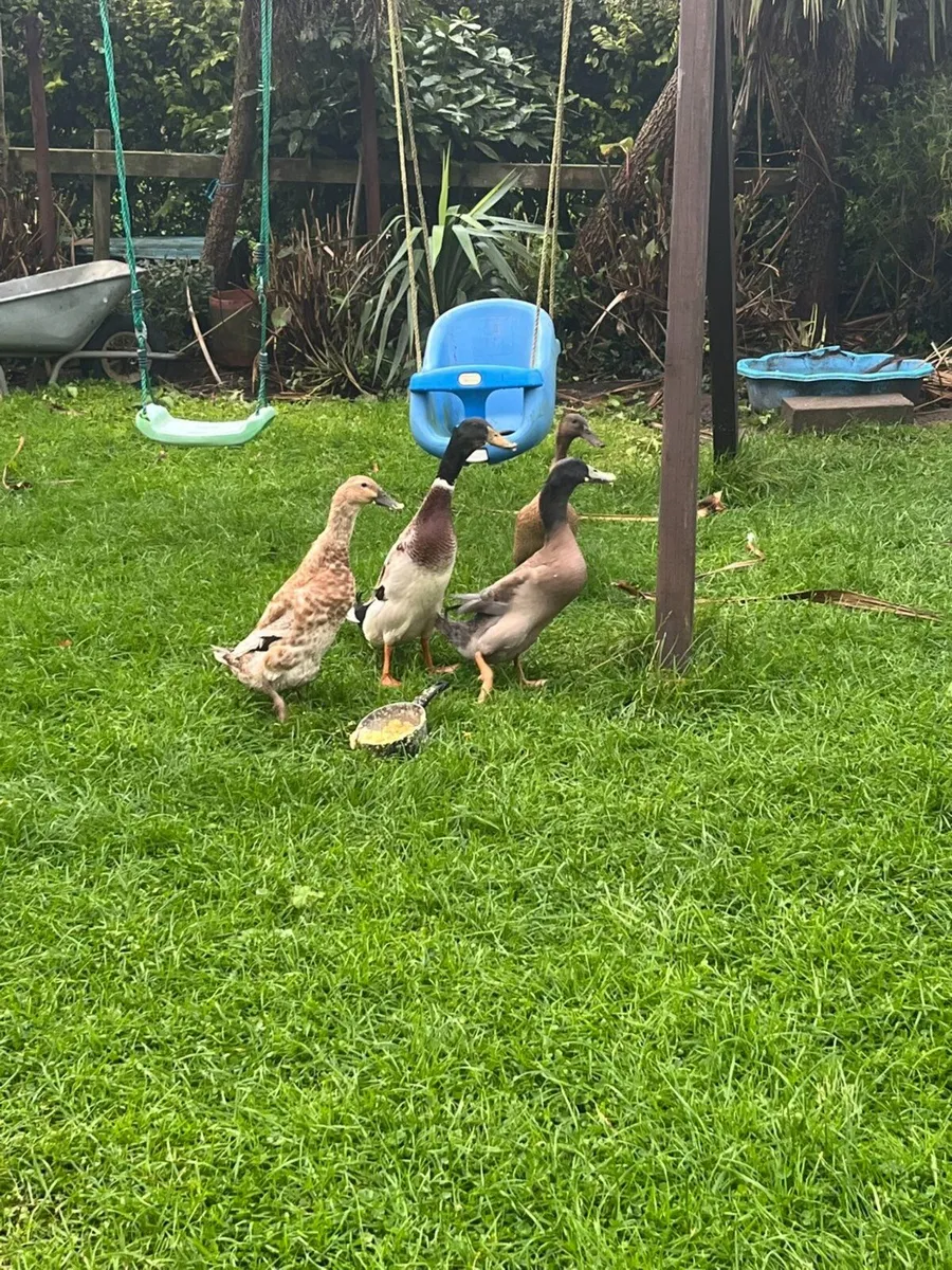 Duck - runners - Image 2