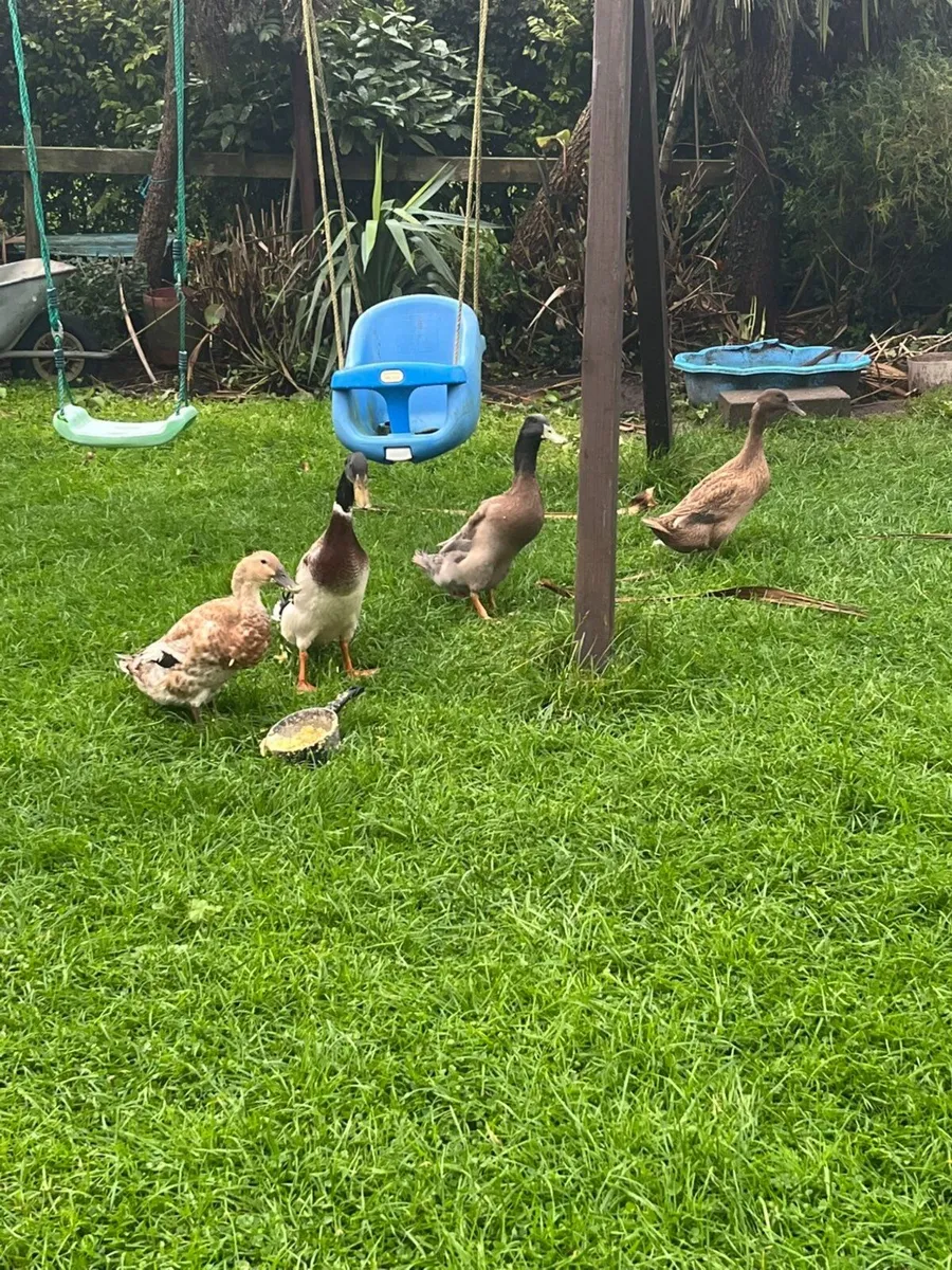 Duck - runners - Image 3