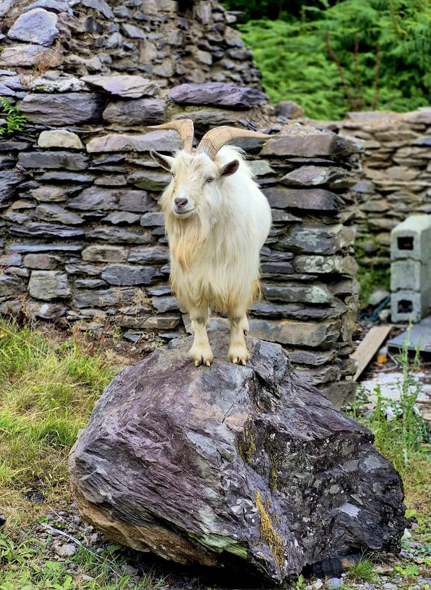 Pygmy goat - Image 2