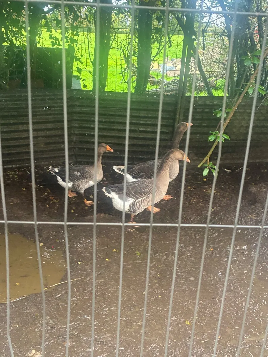 3 geese and a gander for sale - Image 1