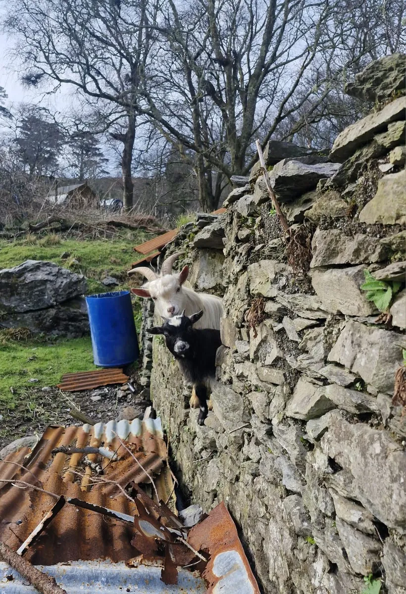 Pygmy goat - Image 1