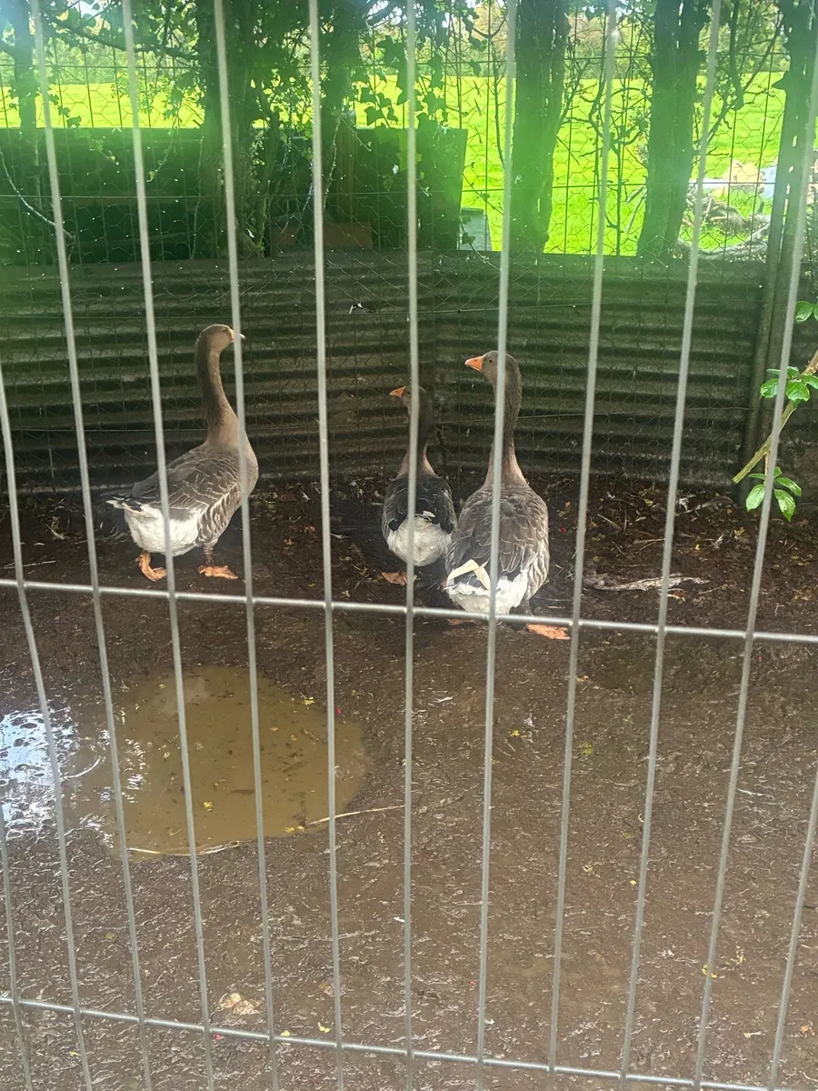 3 geese and a gander for sale - Image 4