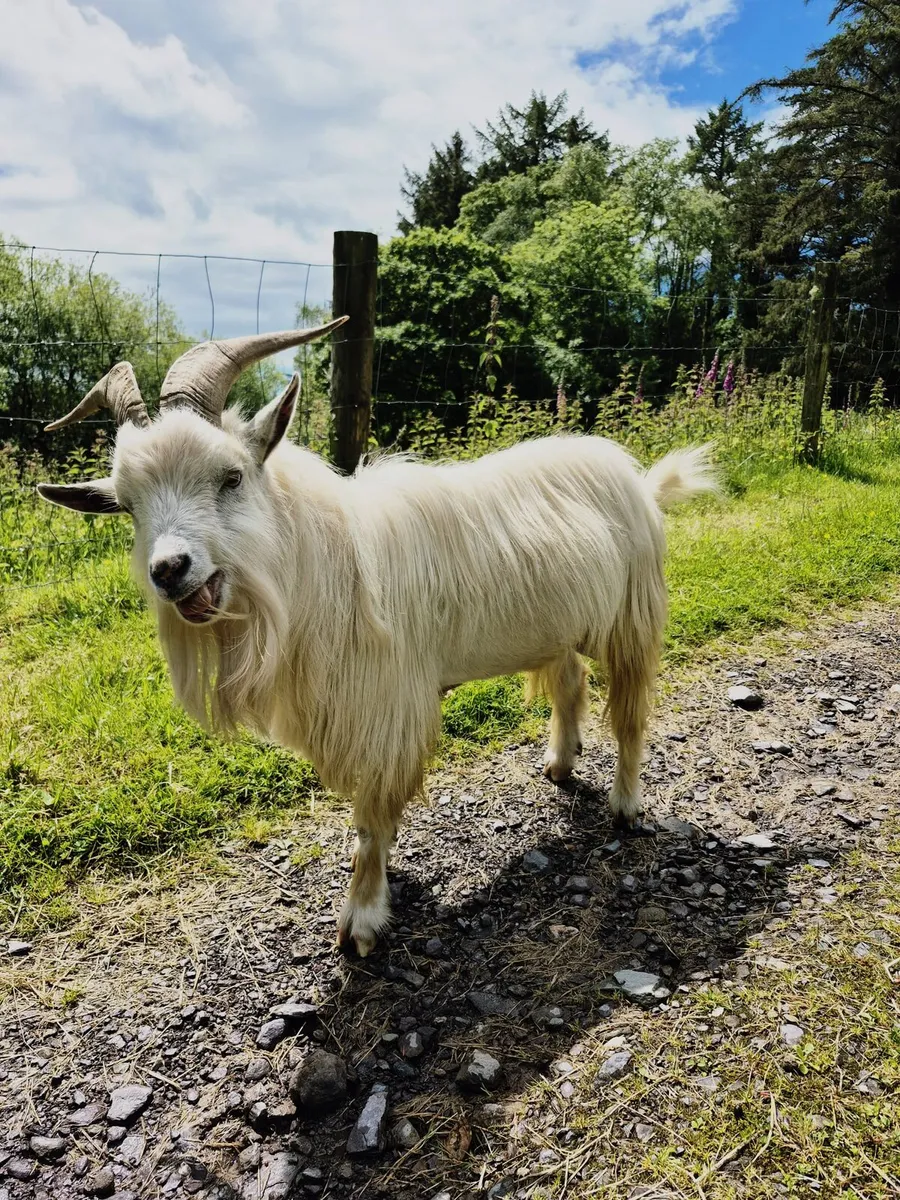 Pygmy goat - Image 3