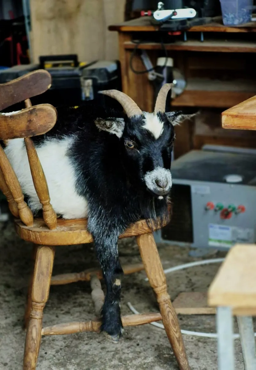 Pygmy goat - Image 4