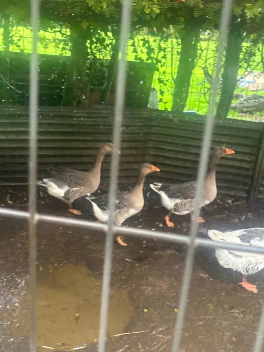 3 geese and a gander for sale - Image 3
