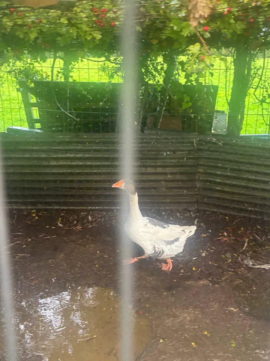 3 geese and a gander for sale - Image 2
