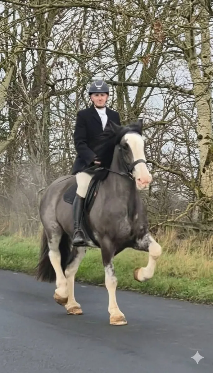 Horse - Image 1
