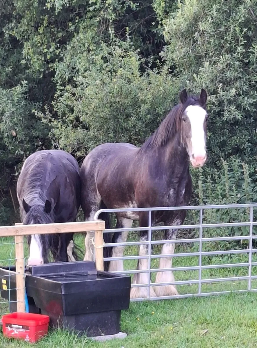 Horse - Image 2