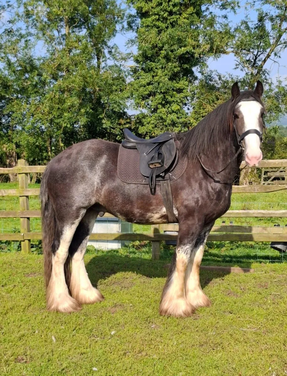 Horse - Image 3