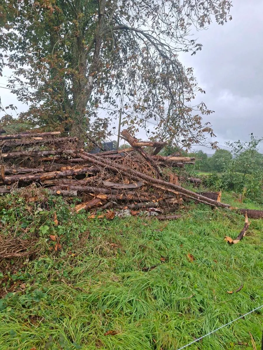 Firewood - Image 2
