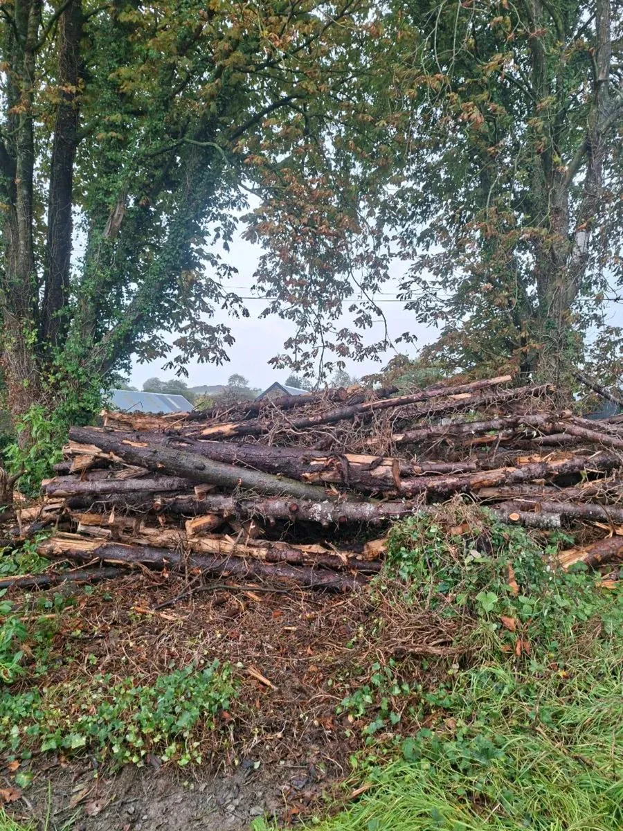 Firewood - Image 3