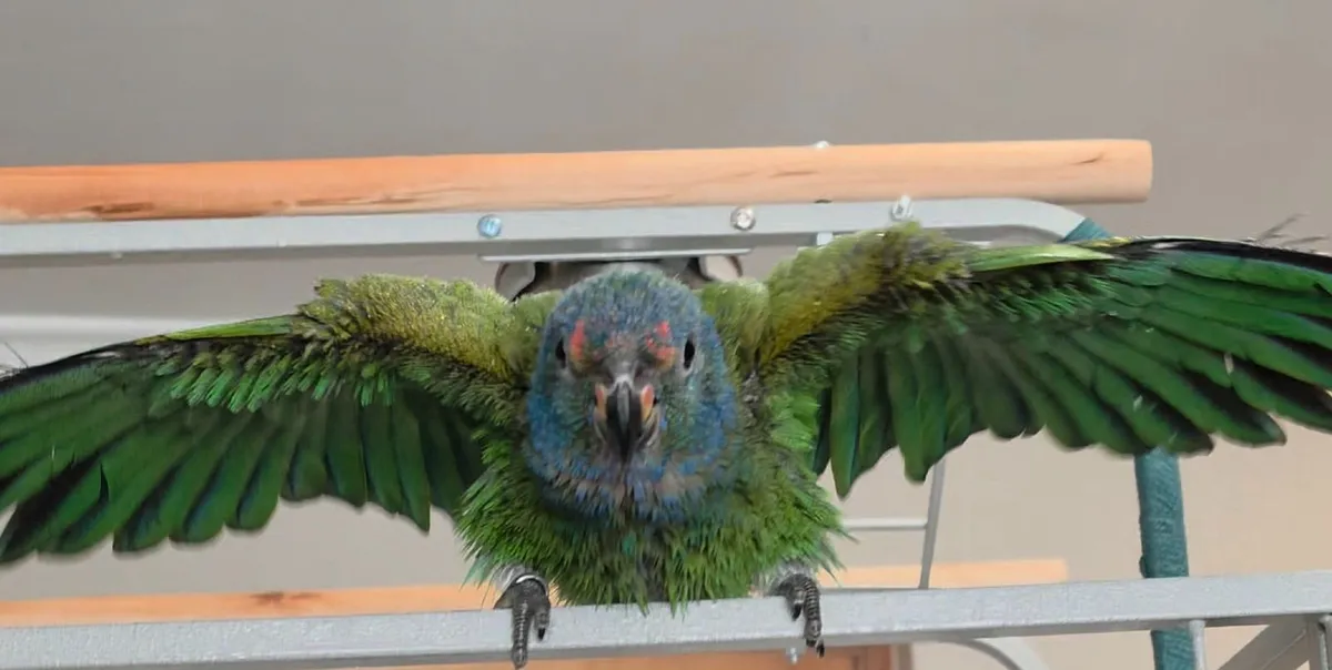 Pionus Blue Headed - Image 2