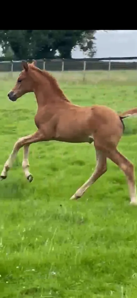 Dressage filly for sale - Image 2