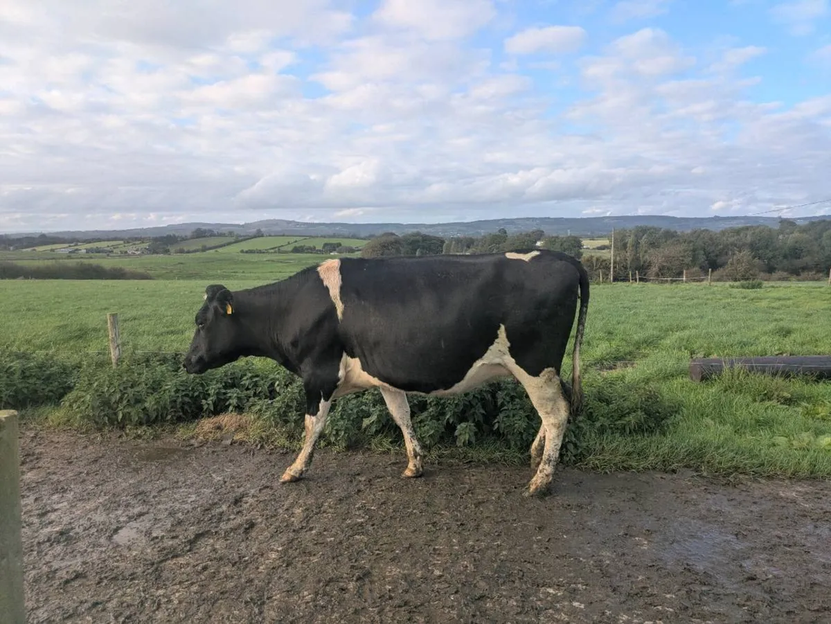 Fresian heifers - Image 3