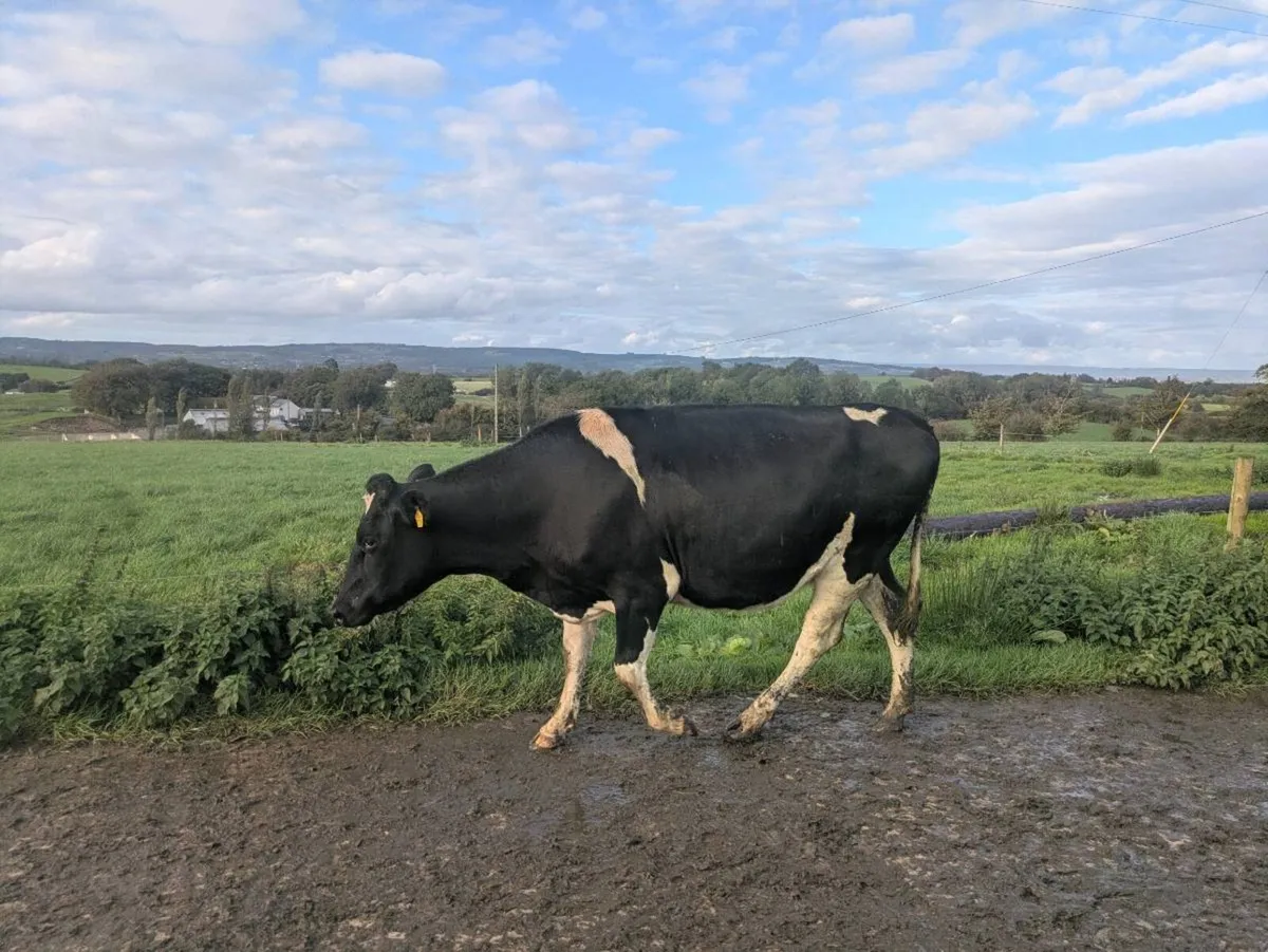 Fresian heifers - Image 4