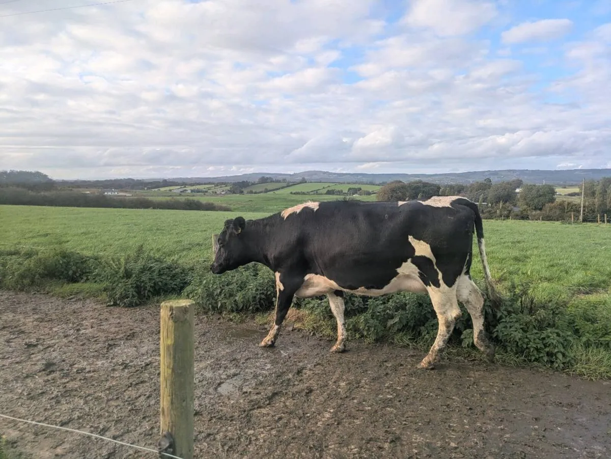 Fresian heifers - Image 1