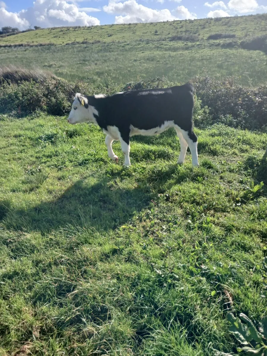 Hereford Runners - Image 2