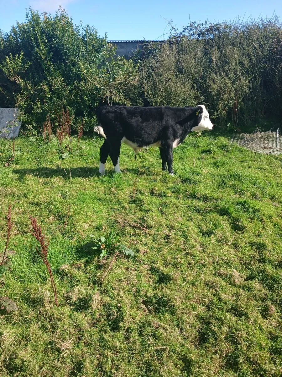 Hereford Runners - Image 3