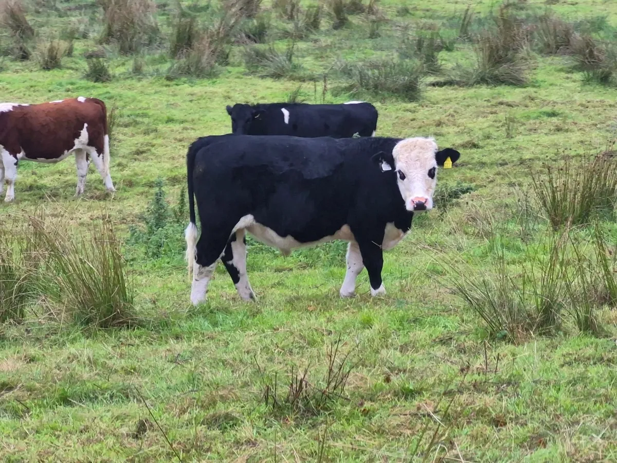 Quality Forward Store Cattle - Image 1