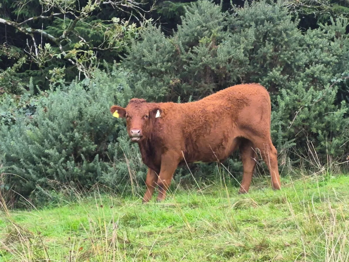 Quality Forward Store Cattle - Image 2
