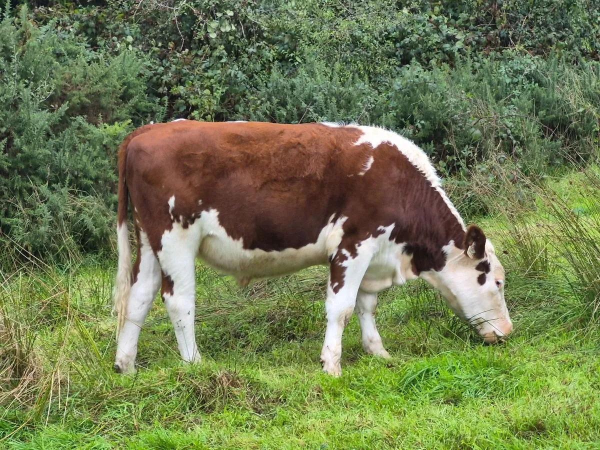 Quality Forward Store Cattle - Image 4