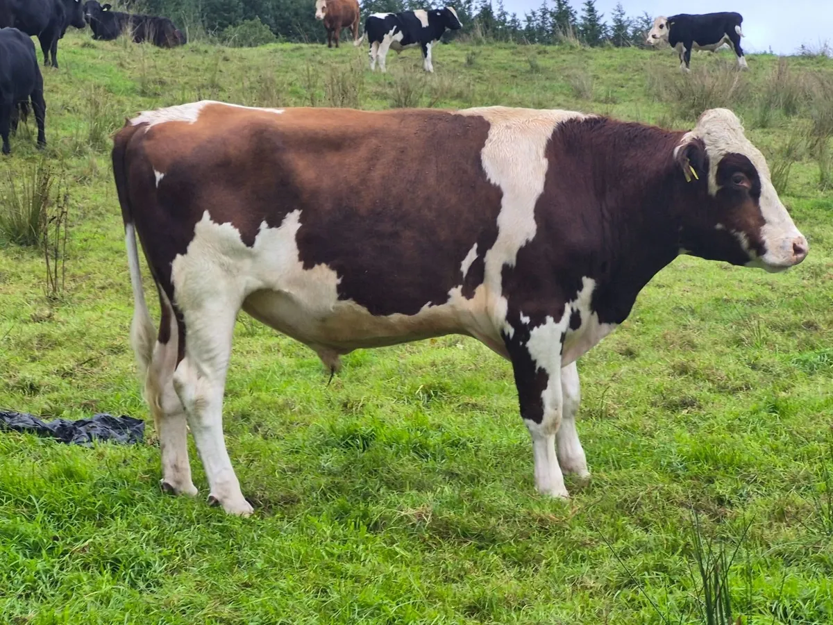 Quality Forward Store Cattle - Image 3