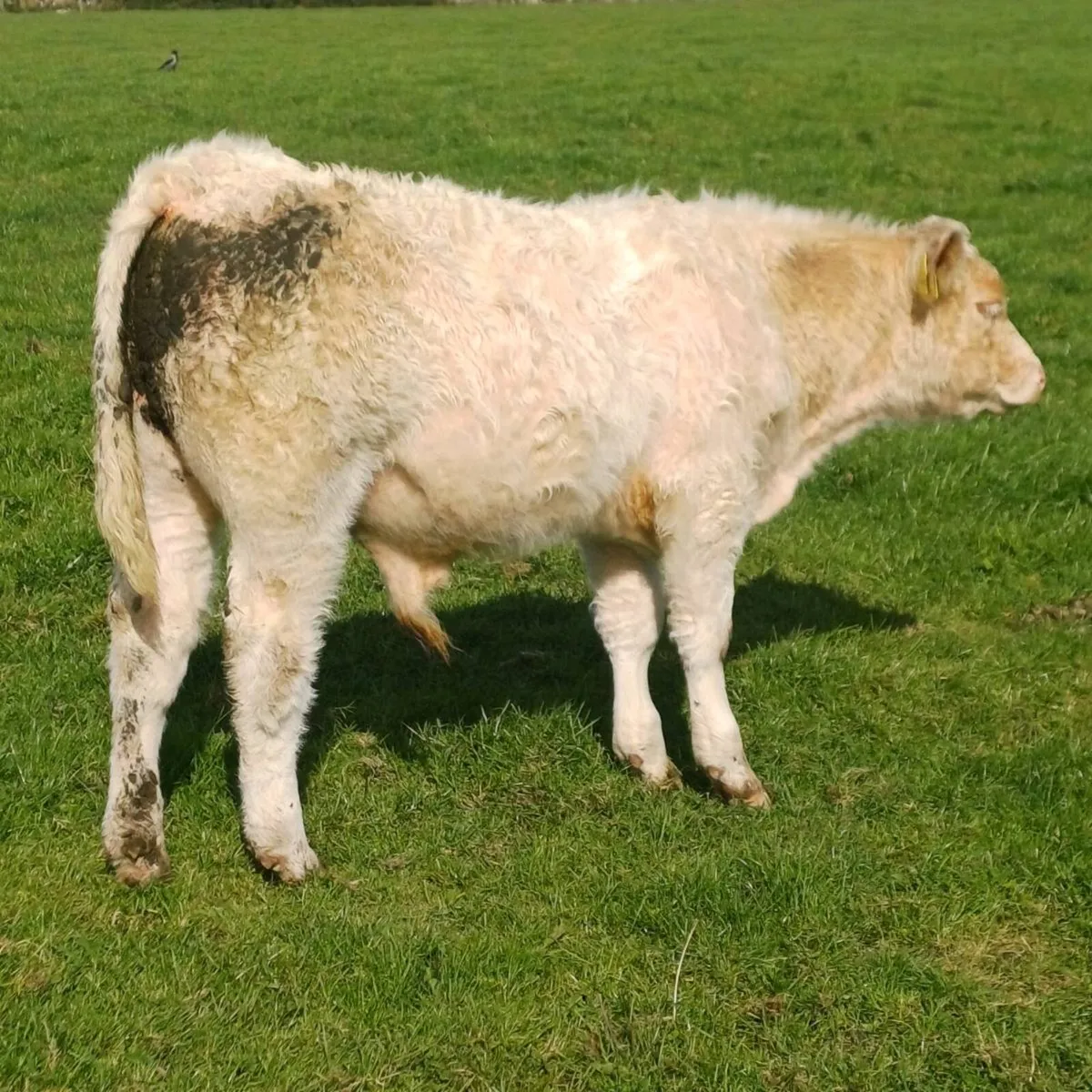 Pbr char bull weanling - Image 3