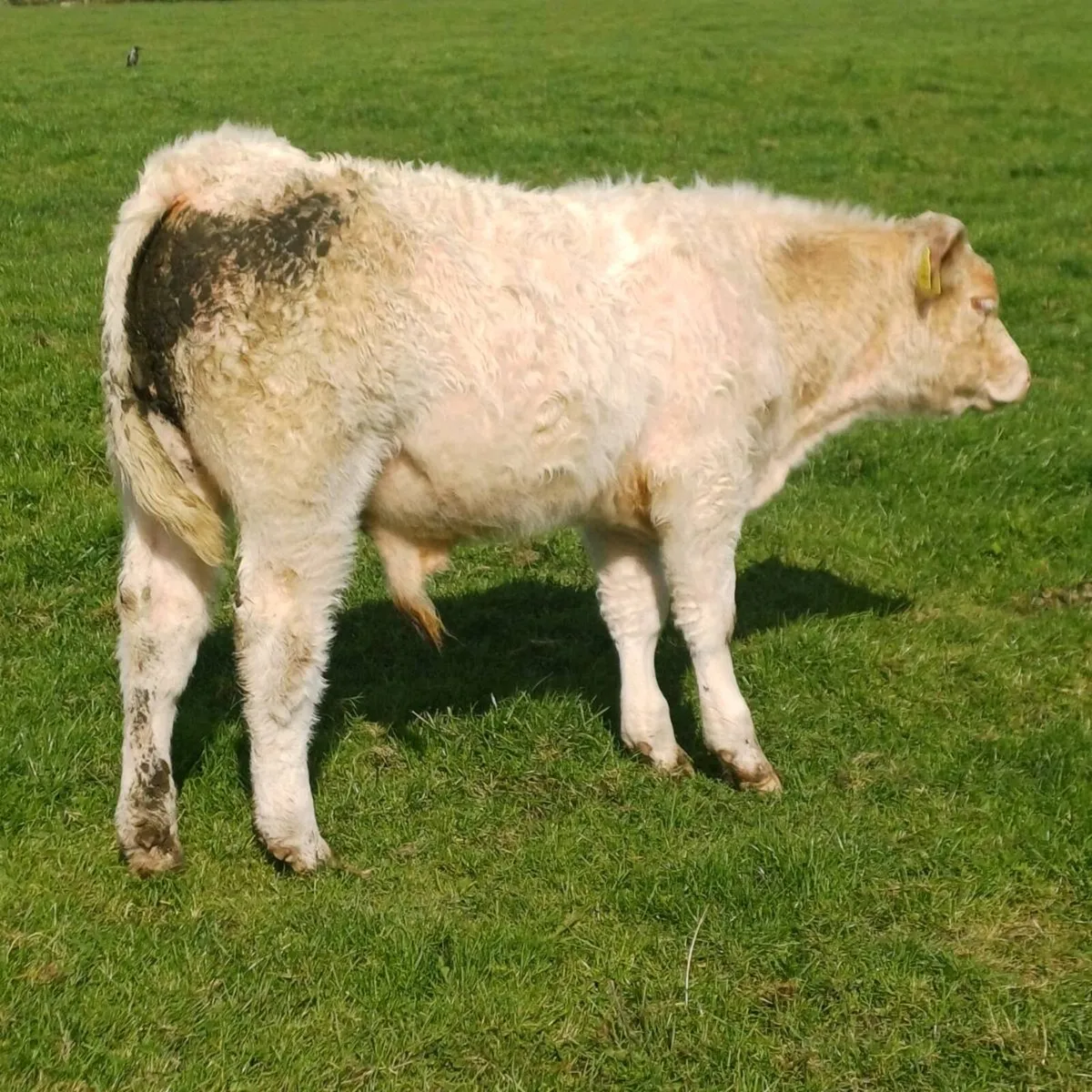Pbr char bull weanling - Image 2