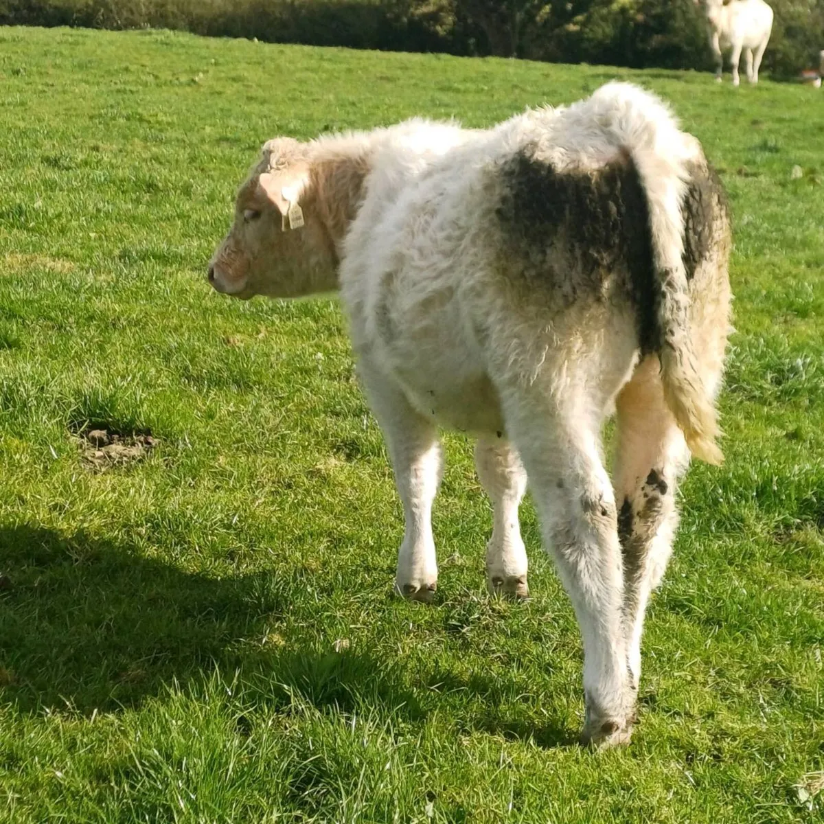 Pbr char bull weanling - Image 1
