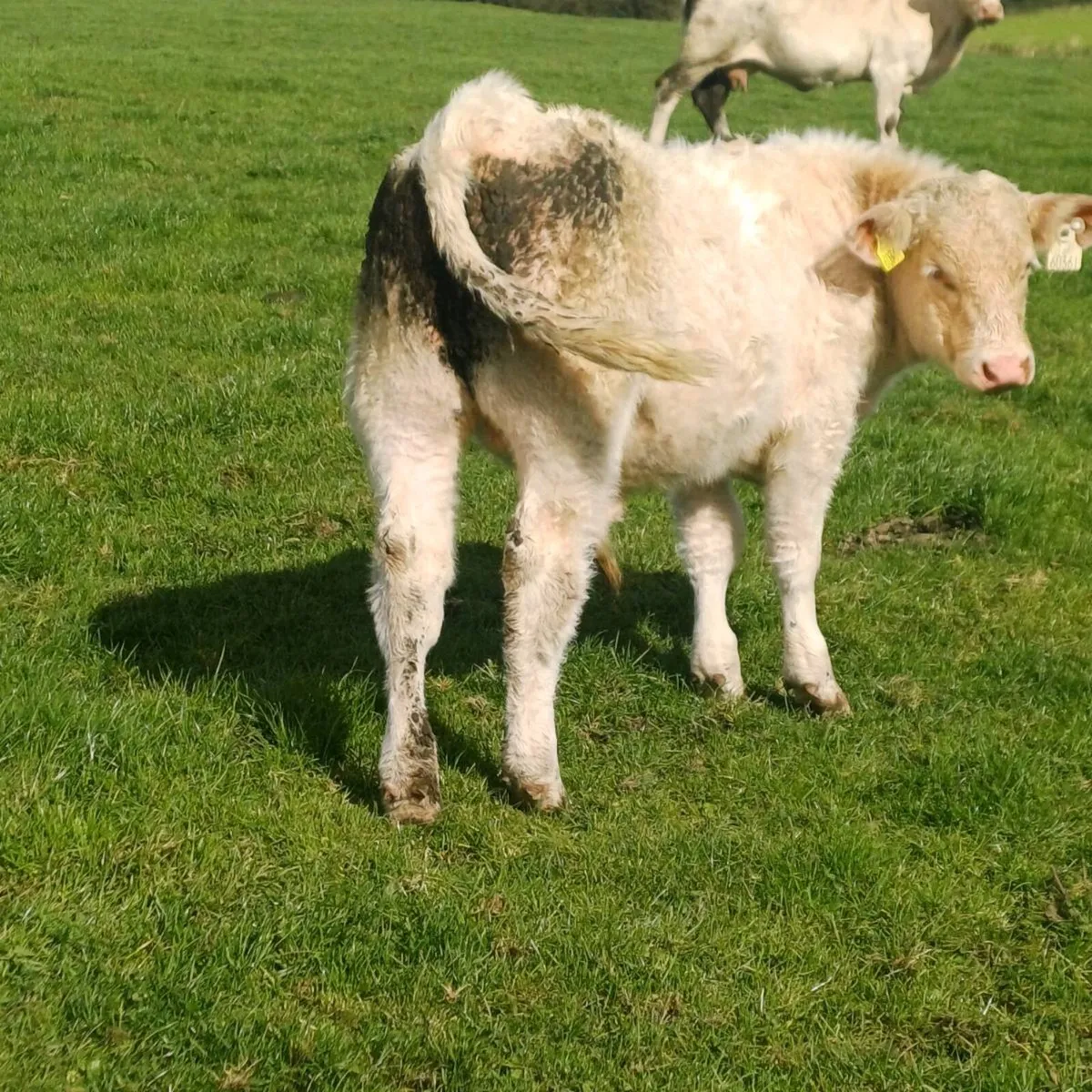Pbr char bull weanling - Image 4