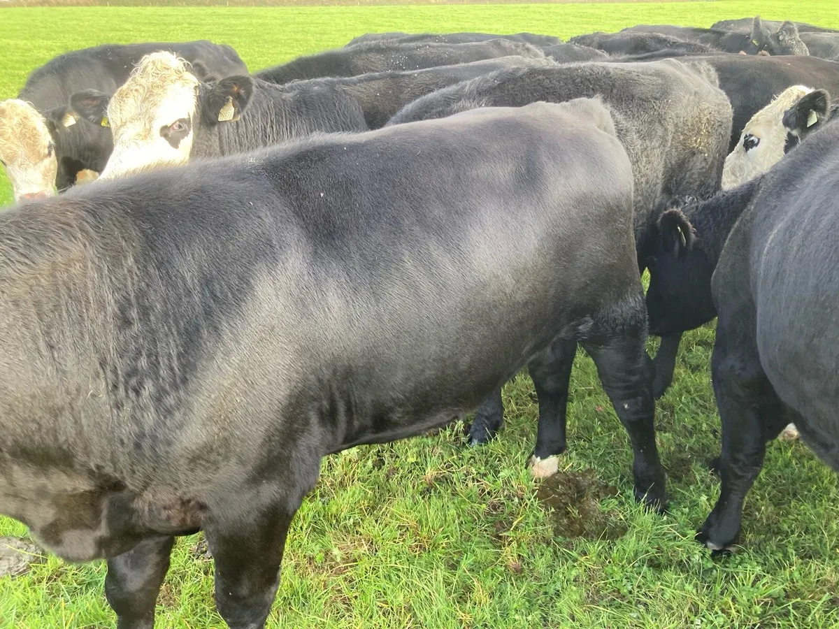 AAX BULLOCKS and HEX BULLOCKS - Image 4