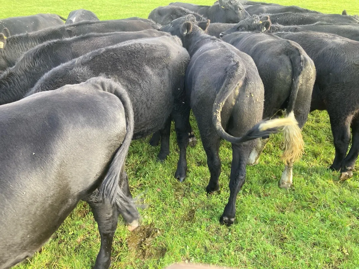 AAX BULLOCKS and HEX BULLOCKS - Image 3