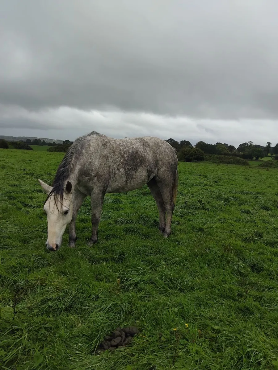 Connemara filly - Image 1