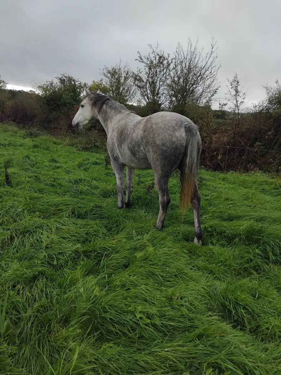 Connemara filly - Image 2