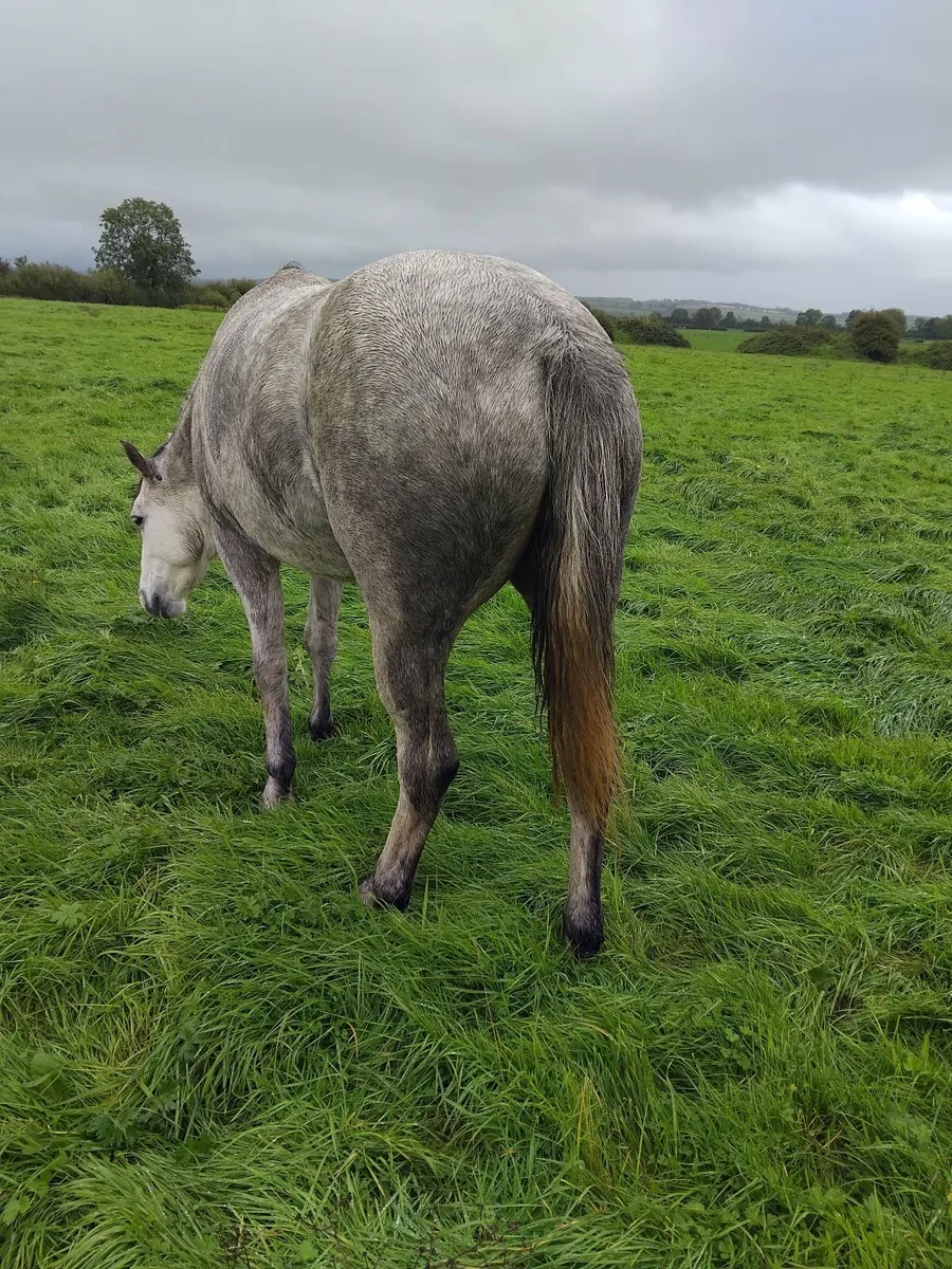 Connemara filly - Image 3