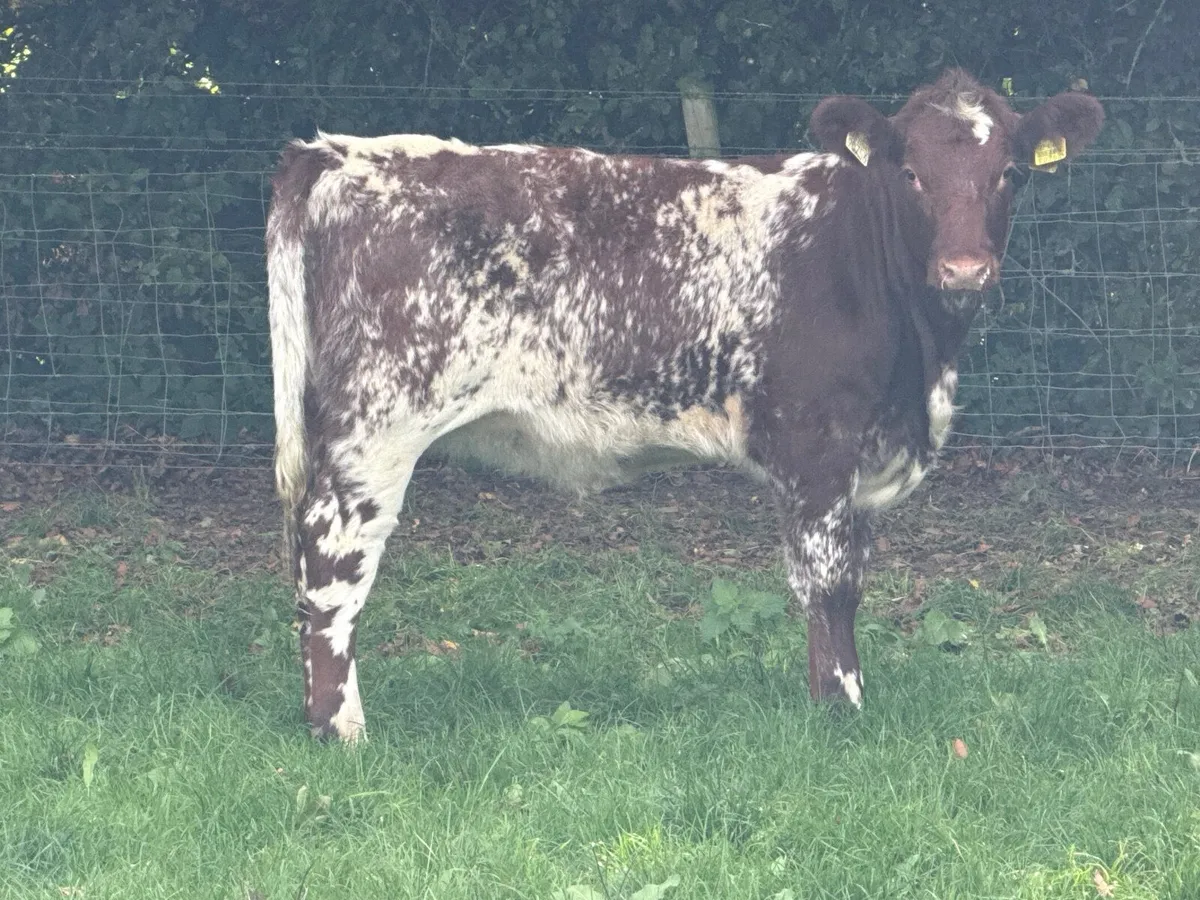 2 Roan Shorthorn Pedigree Registered Heifers - Image 2