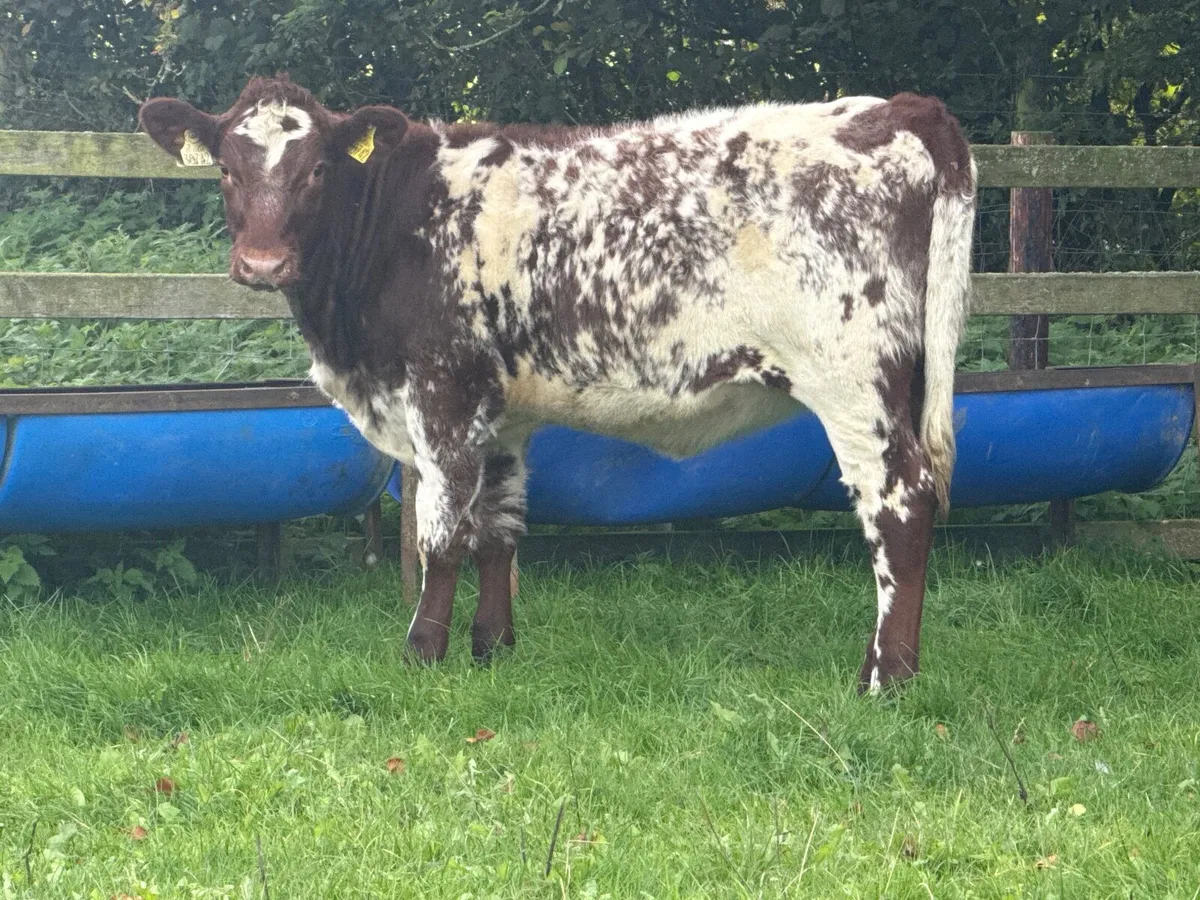 2 Roan Shorthorn Pedigree Registered Heifers - Image 3