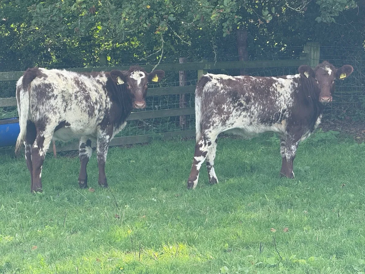 2 Roan Shorthorn Pedigree Registered Heifers - Image 1
