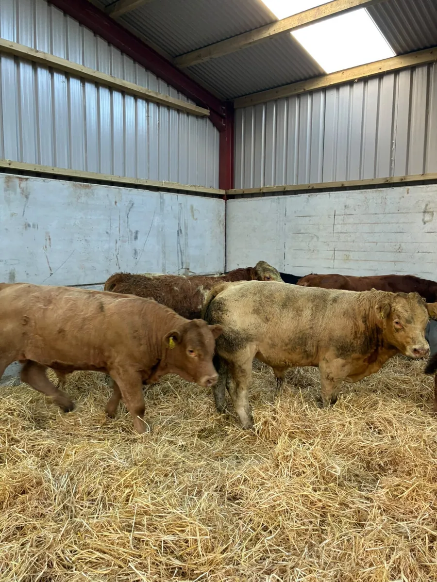 Beef bred bulls - Image 4