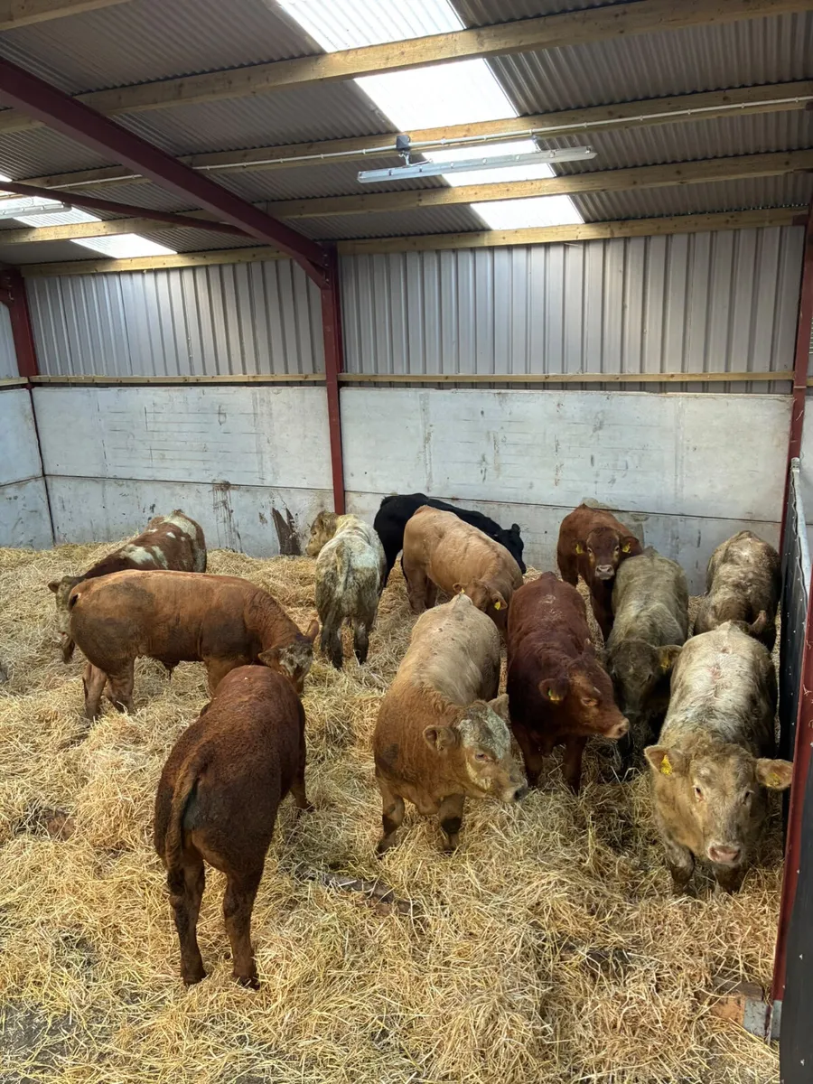 Beef bred bulls - Image 3