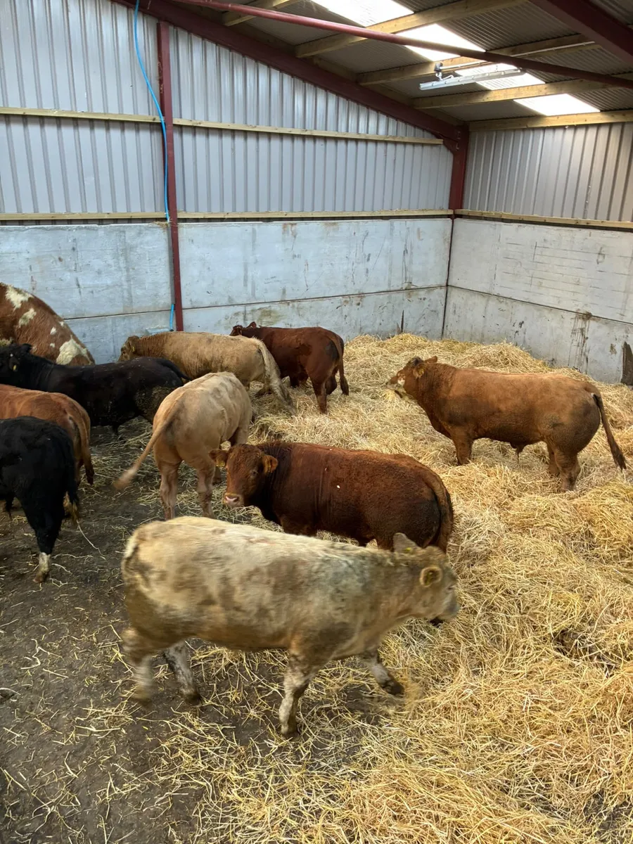 Beef bred bulls - Image 1