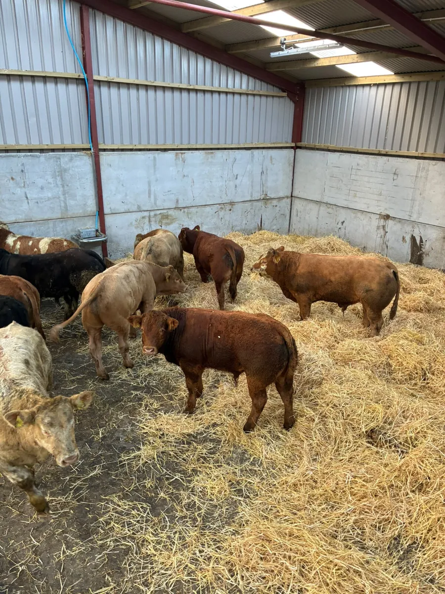 Beef bred bulls - Image 2