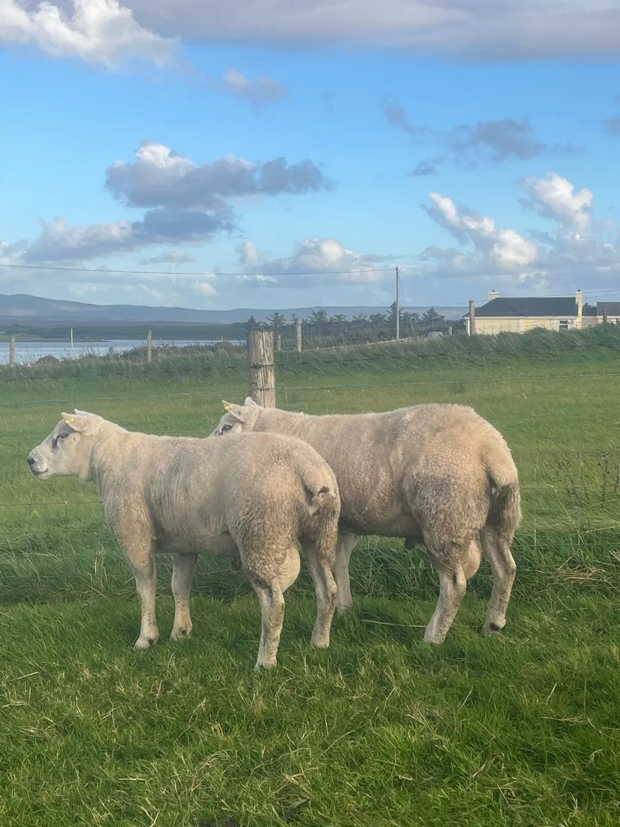 ⭐️2 super quality Texel hogget rams⭐️ - Image 1