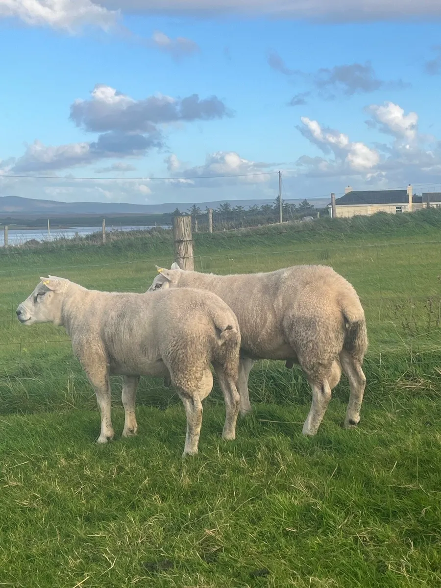 ⭐️2 super quality Texel hogget rams⭐️ - Image 3
