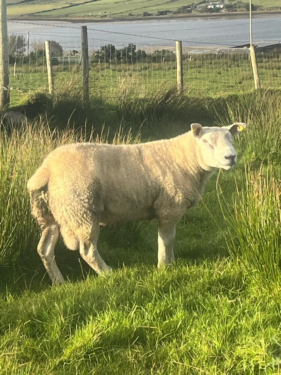 ⭐️2 super quality Texel hogget rams⭐️ - Image 2
