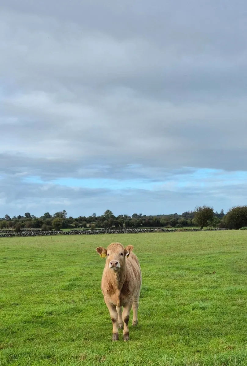 2 Breeding Heifers - Image 4