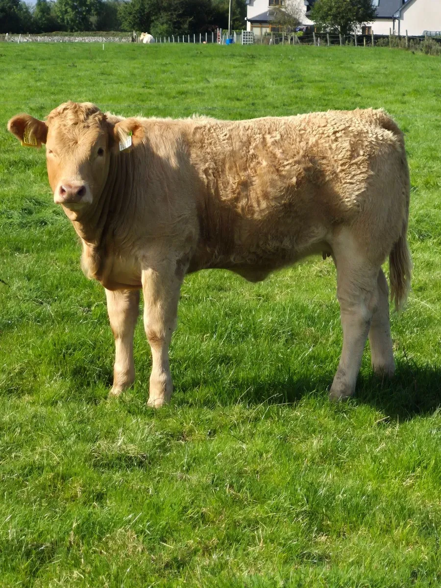 2 Breeding Heifers - Image 1