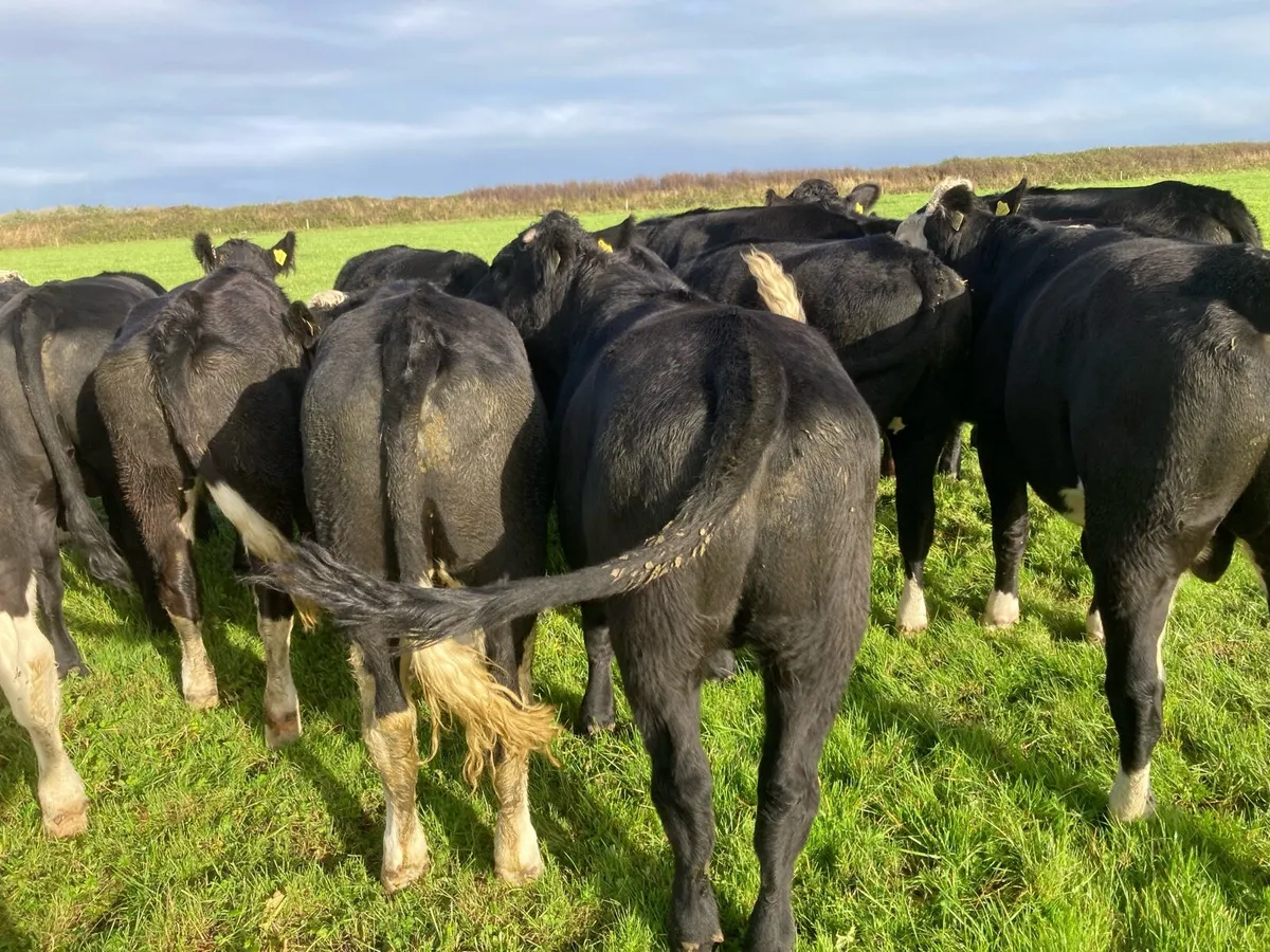 HEX Bullocks and AAX Bullocks for sale - Image 2